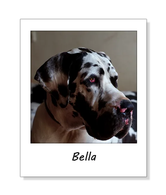 Fotografia de referência da Bella